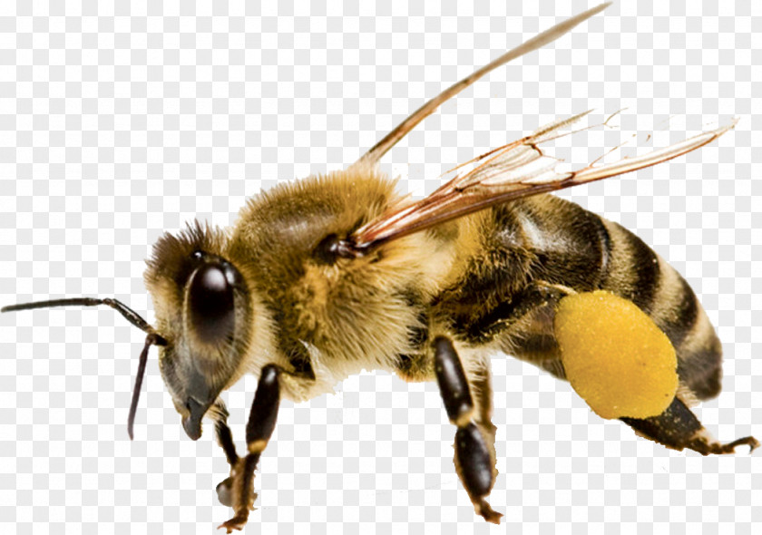 Insect,insect Honey Bee Pollination Beehive PNG