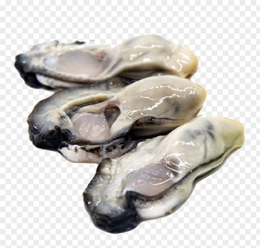 Now Peel Oyster Meat Seafood Clam Mussel PNG