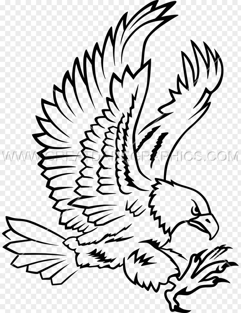 Eagle Clip Art Drawing Beak Image Line PNG
