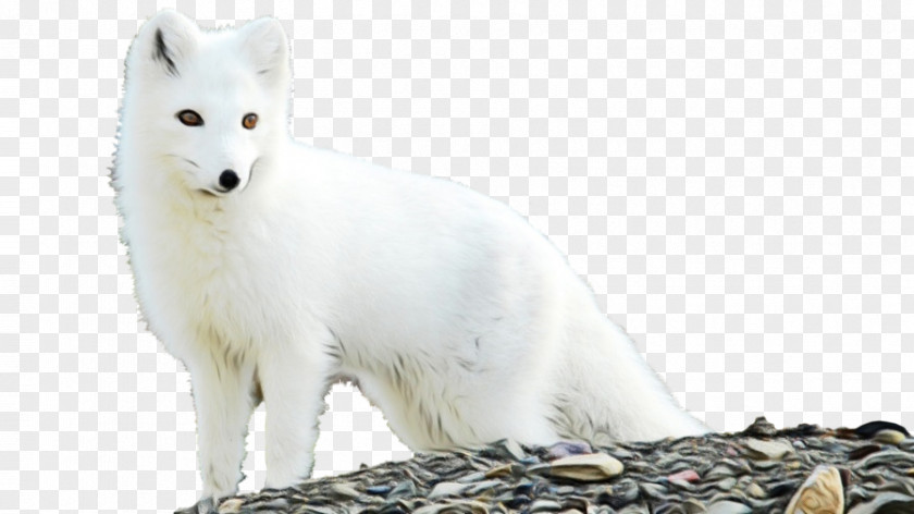 Fur Figurine Arctic Fox Animal Figure Wildlife PNG