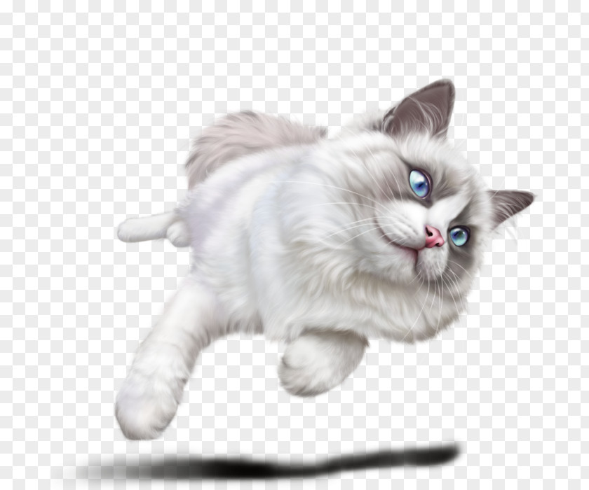 Kitten Ragamuffin Cat Ragdoll Whiskers Domestic Short-haired PNG