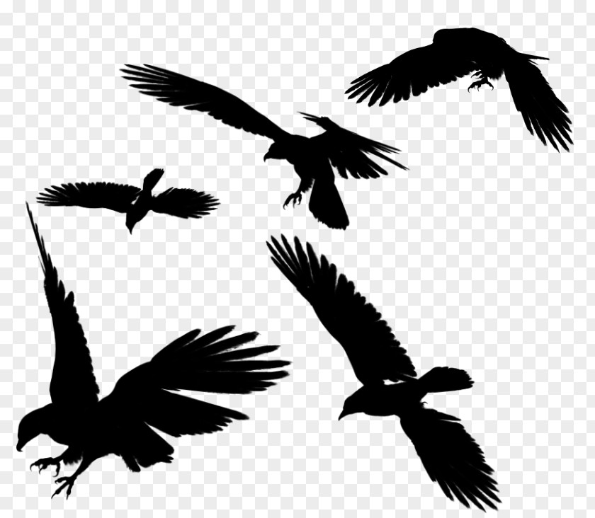 Raven Flying Photos Bird Flight Clip Art PNG