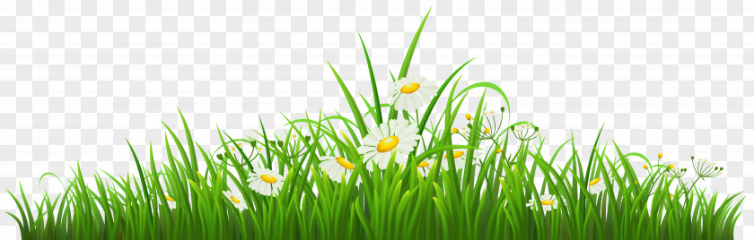 Transparent Grass With Chamomile Clipart Clip Art PNG