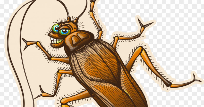 Cockroach Drawing Clip Art PNG