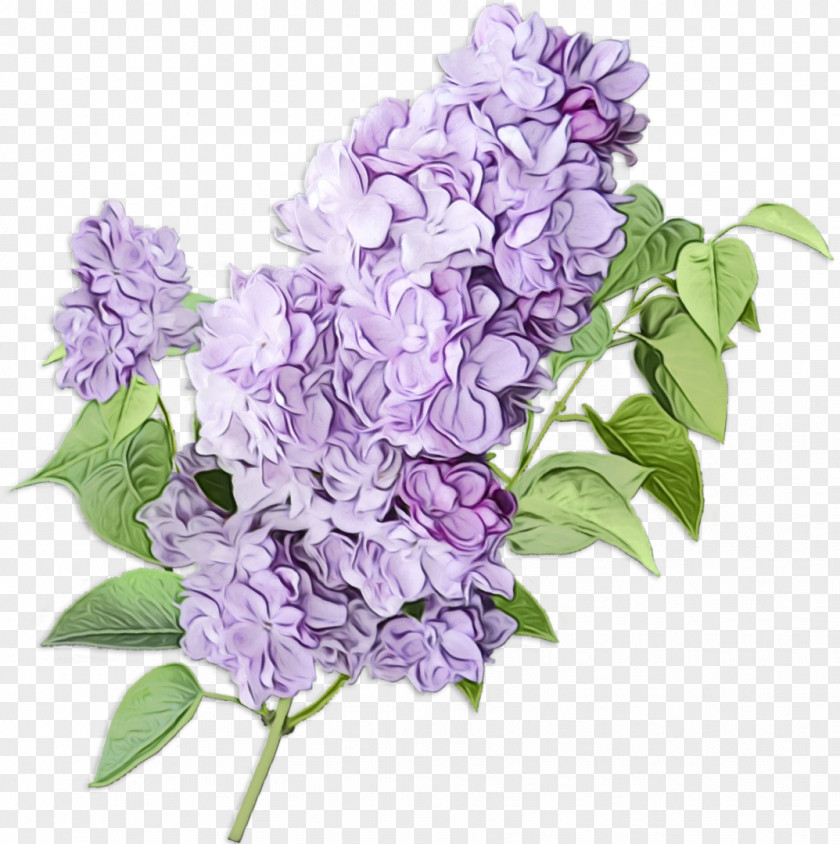 Cut Flowers Flowering Plant Lavender PNG