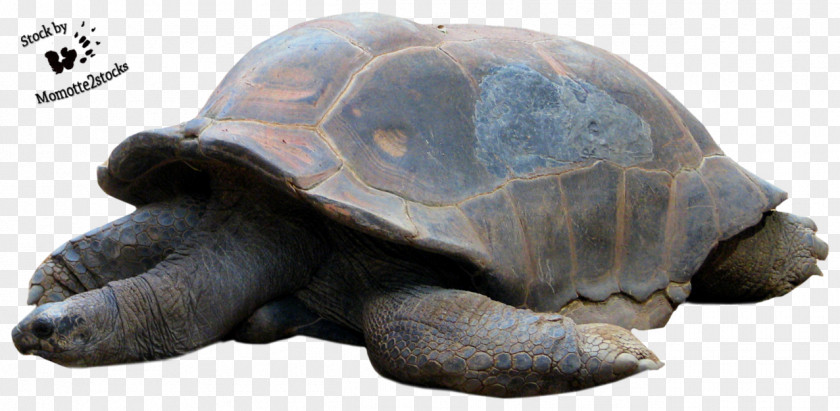 Cut Turtle Reptile Tortoise PNG