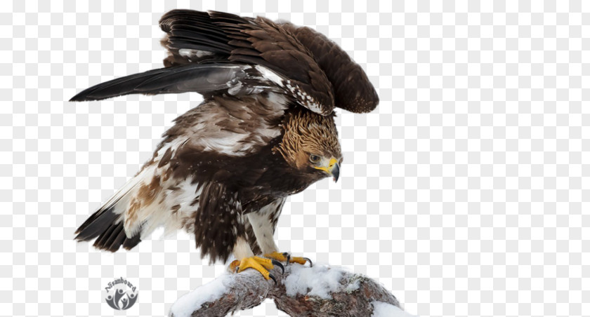 Eagle Oryol Desktop Metaphor Bird Wallpaper PNG