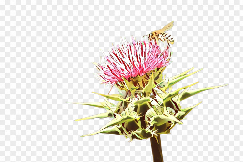 Flower Thistle Plant Burdock Pink PNG
