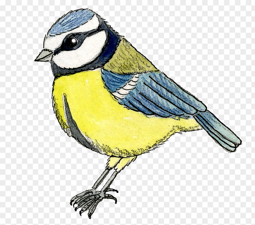 Mug Blue Tit Eurasian Travel Mugs Bird PNG