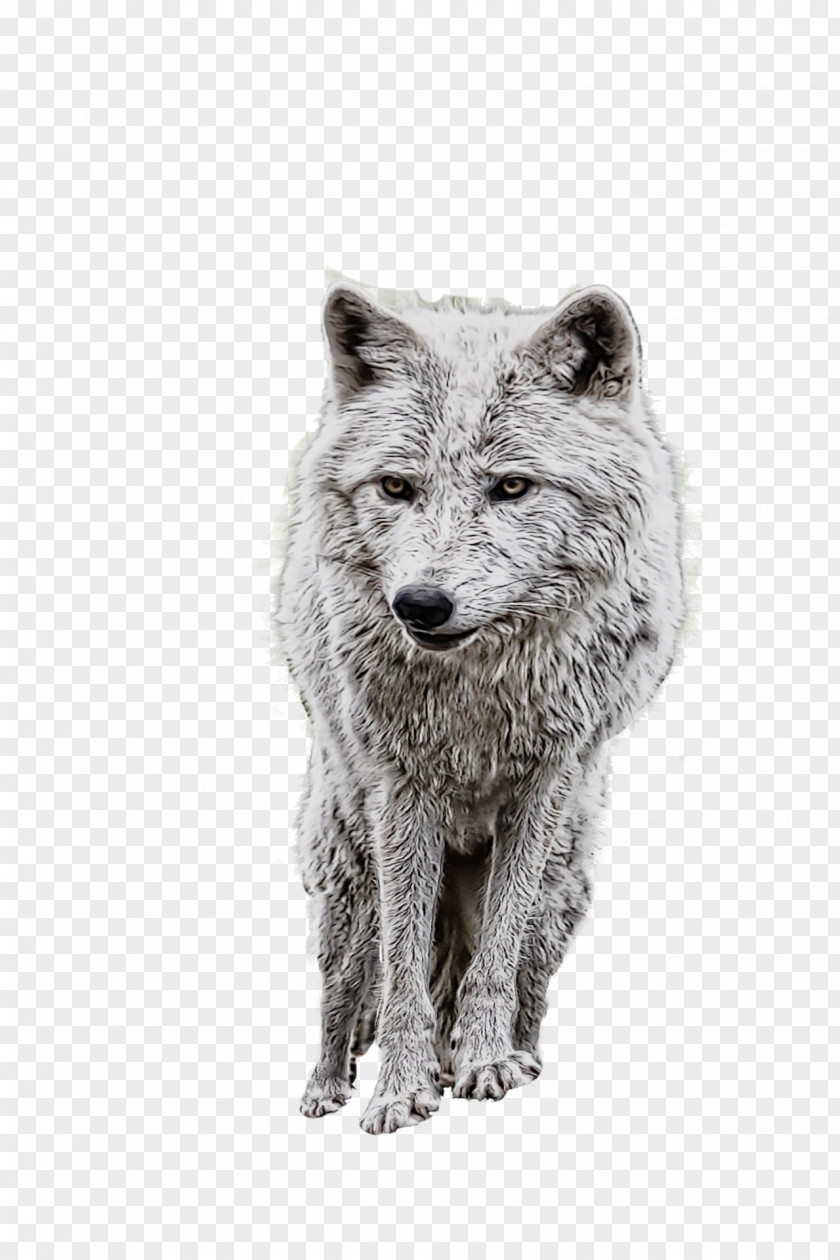 Wolf IPhone 6 Plus Dog Arctic Eurasian PNG