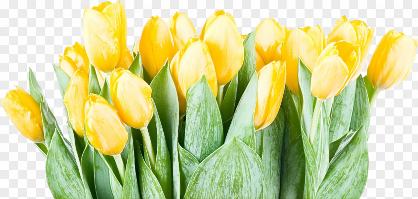 Flower Yellow Petal Tulip Plant PNG