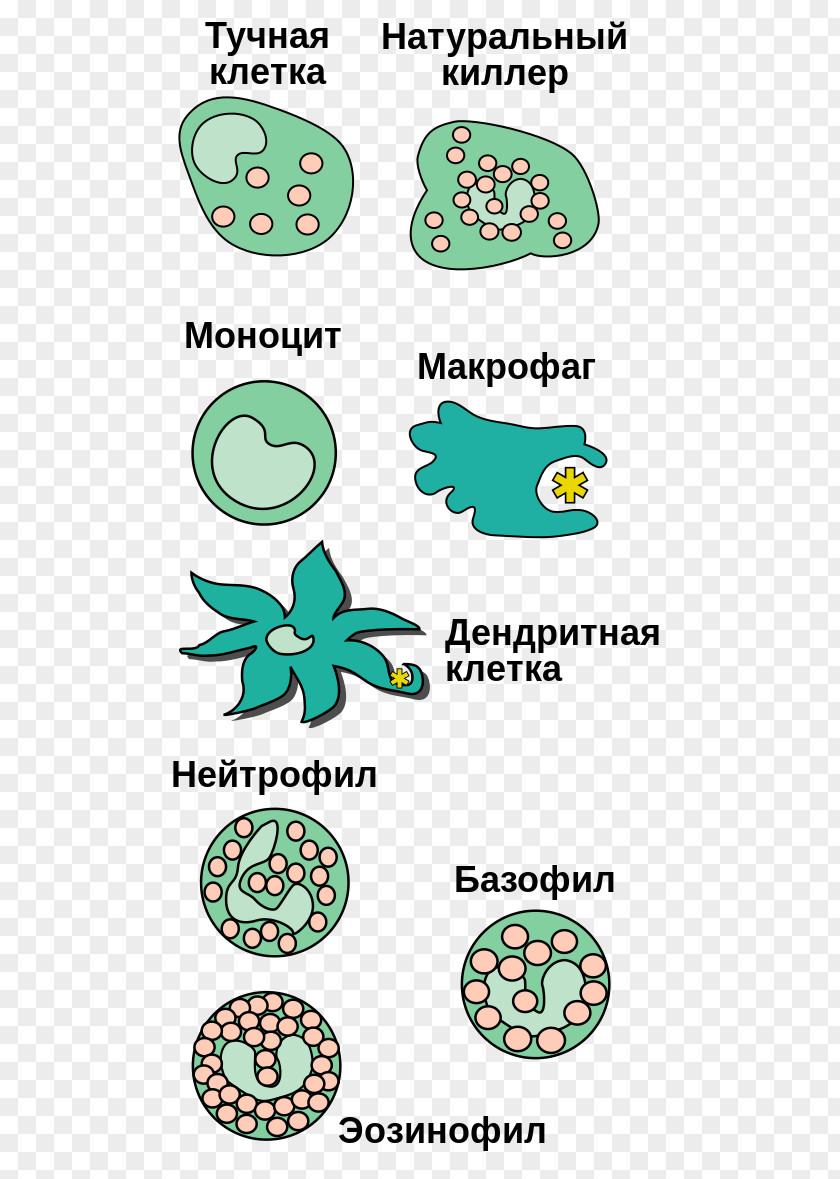 Innate Immune System White Blood Cell Immunity Macrophage PNG