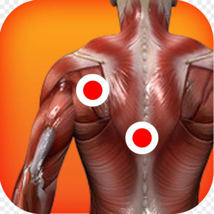 The Pleasing Muscles Of Water Myofascial Trigger Point Muscle Human Body Anatomy Therapy PNG