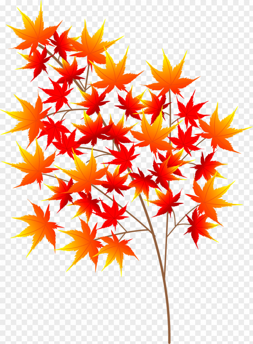 Autumn Japan Leaf Color Tree Art PNG