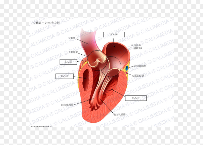 Heart Papillary Muscle Anatomy Circulatory System PNG