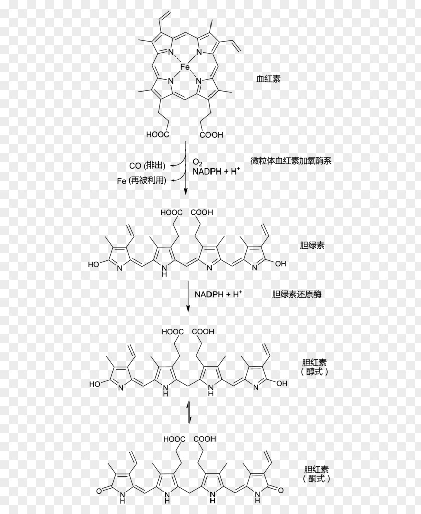 Rubin Bilirubin Hemoglobin Biliverdin Porphyrin Bile PNG