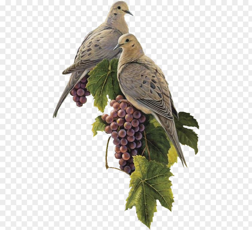 природа Bird Columbidae Grape Salmon-crested Cockatoo Brahminy Kite PNG