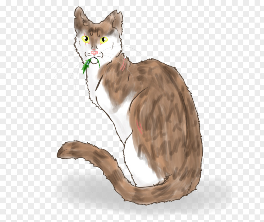 Cat Whiskers Fur Paw PNG