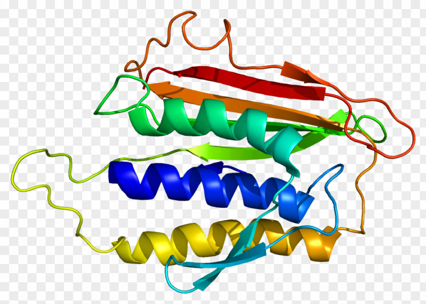 Mitosis MAD2L1 Protein Gene Acetylcholinesterase PNG