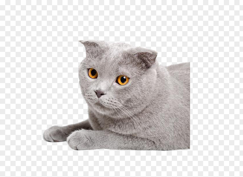 Pet Gray Kitten Chartreux Scottish Fold Straight Munchkin Cat PNG