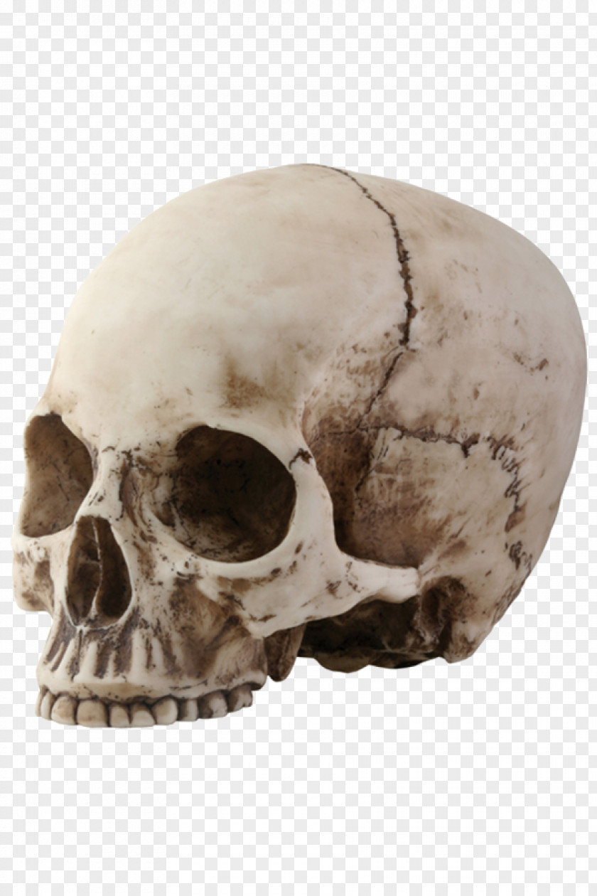Skeleton Head Picture Skull PNG