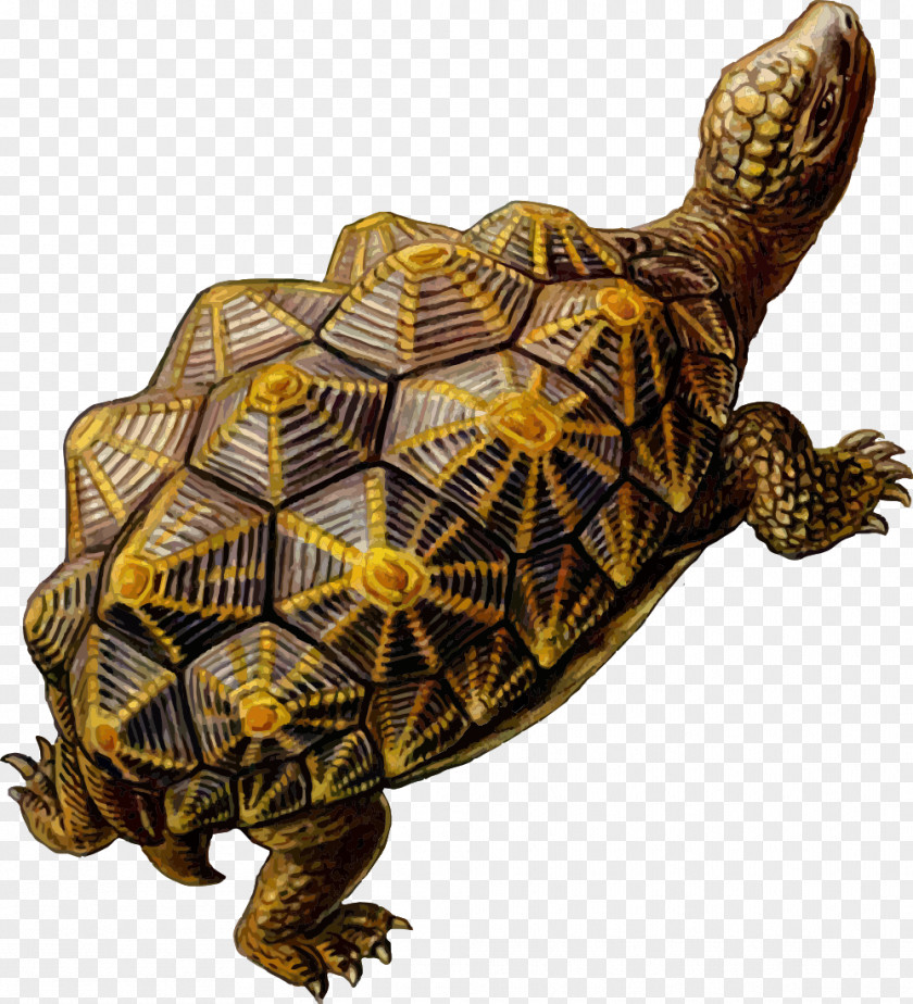 Turtle Download Free Images Archelon Prehistory Reptile Clip Art PNG