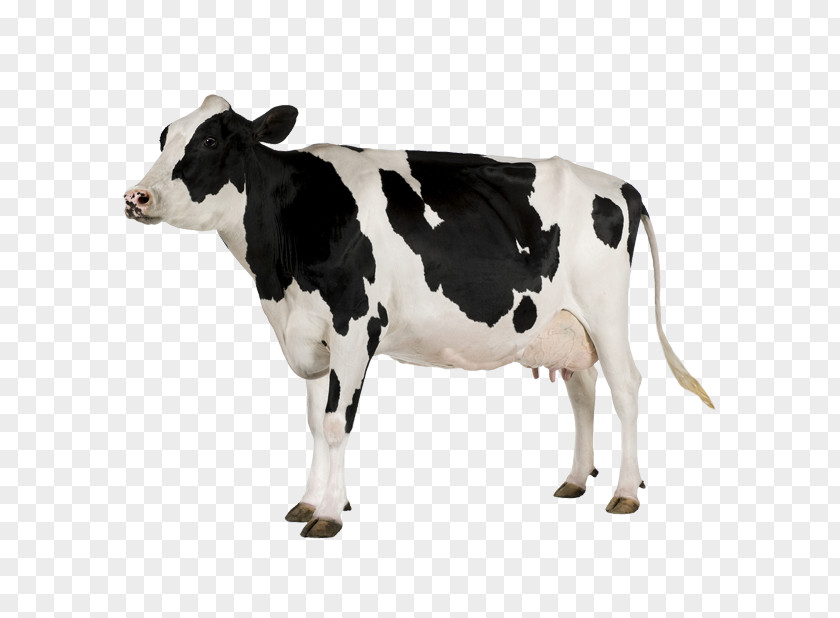 Animal Zoo Holstein Friesian Cattle White Park Beef Milk Dairy PNG