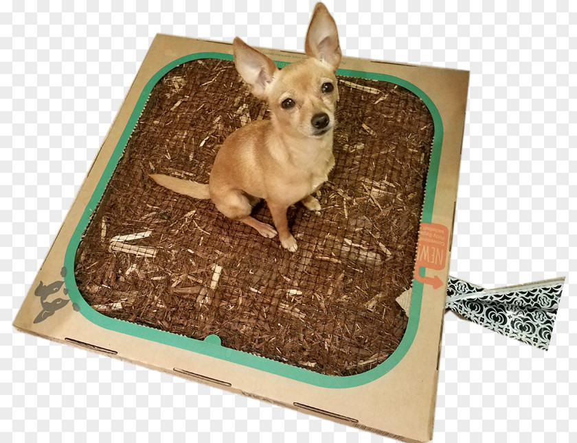 Chiuaua Dog Breed Chihuahua Puppy Bed PNG