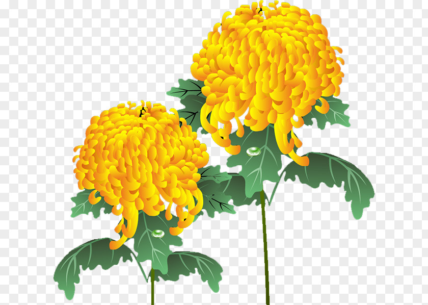 Chrysanthemum Yellow Dahlia Floral Design Flower PNG