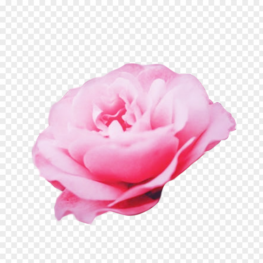 Mothers-day BACKGROUND Garden Roses Cabbage Rose Floribunda Etsy Energy PNG