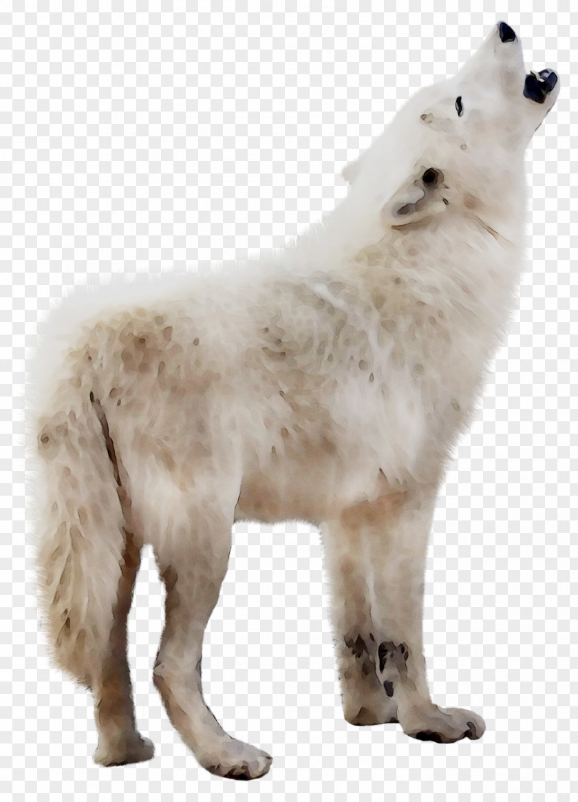 Dog Breed Alaskan Tundra Wolf Fur PNG