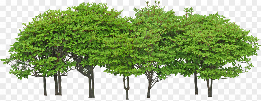 Forest Tree Green Shrub PNG
