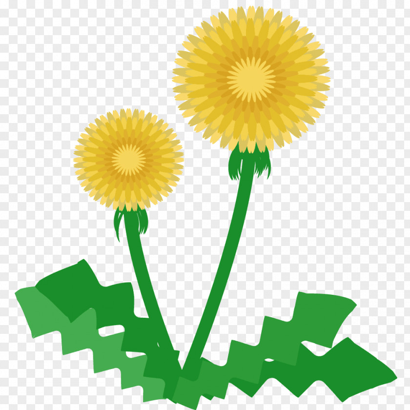 Machilus Thunbergii Illustration Doodle Image Green PNG