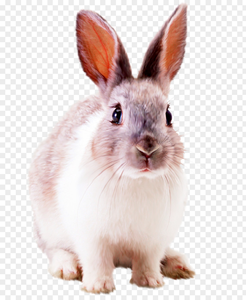 Rabbit Hare Desktop Wallpaper PNG