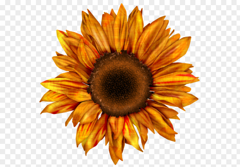 Karma Common Sunflower Drawing Red Clip Art PNG