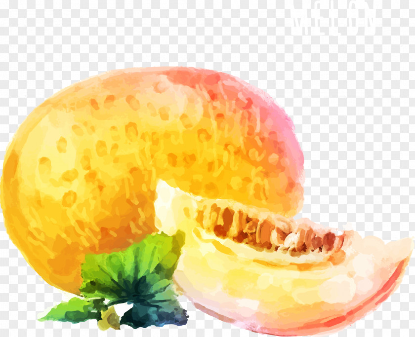 Watercolor Hand Painted Melon Painting Cantaloupe PNG