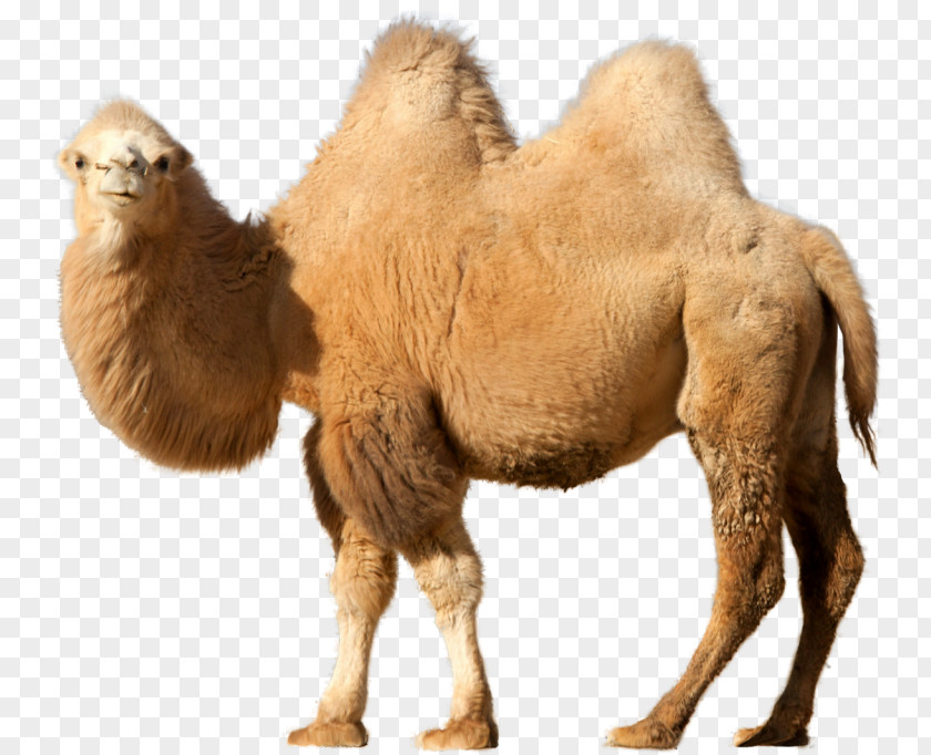 Bactrian Camel Dromedary Desktop Wallpaper Clip Art PNG
