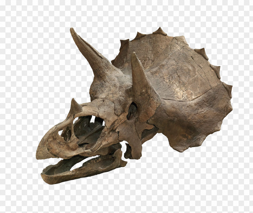 Dinosaur Skull Triceratops Horridus Torosaurus Tyrannosaurus PNG