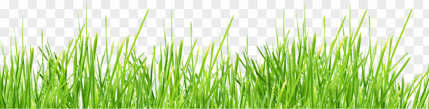 Grass Image, Green Picture Lawn Stock Photography PNG