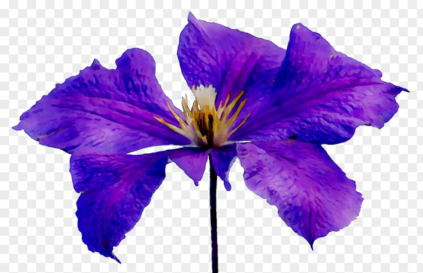 Lilac Violet Purple Blue Flower PNG