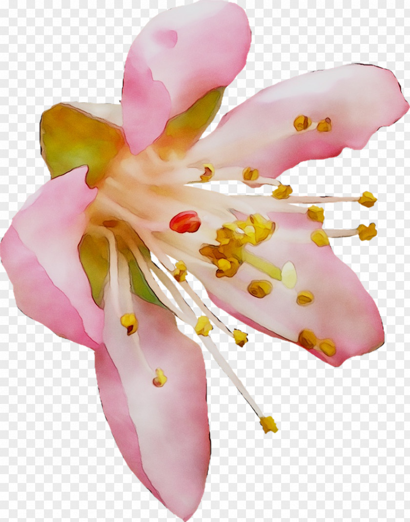 Moth Orchids Cut Flowers Pink M PNG