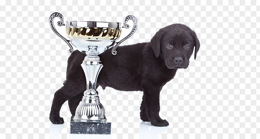 Winner Puppy Labrador Retriever Dog Breed Companion Pet PNG
