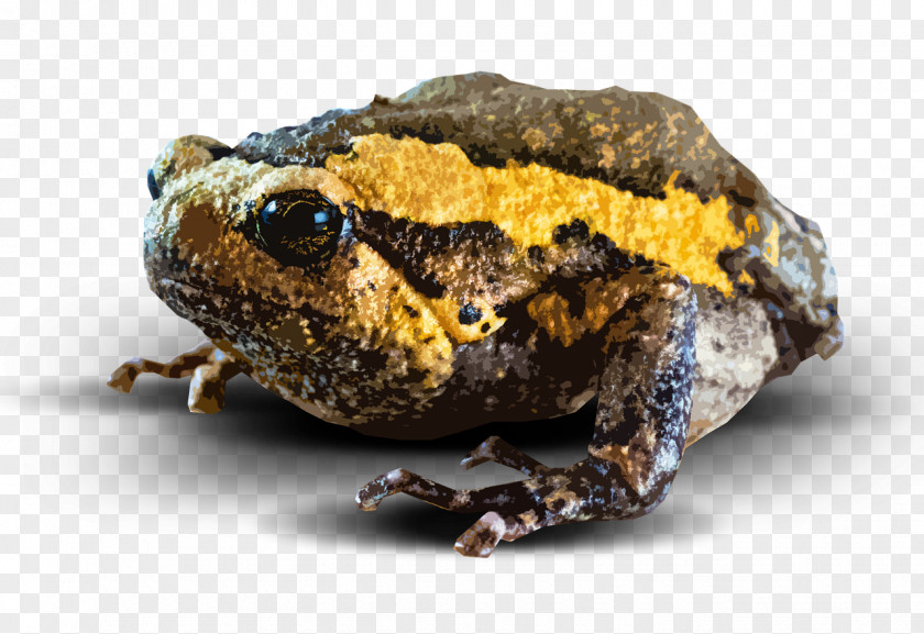 Amphibian Download PNG