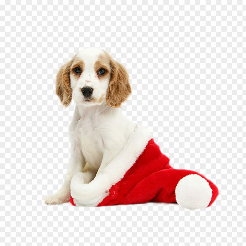 Christmas Dog Cavalier King Charles Spaniel English Cocker Puppy Kitten PNG