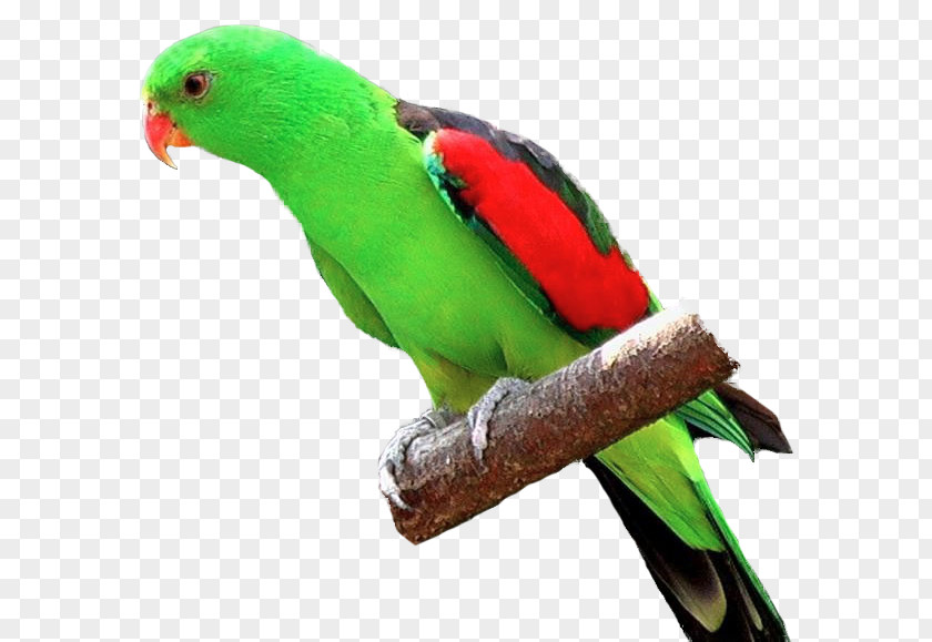 Macaw Parrot Fischer's Lovebird Budgerigar Yellow-collared PNG