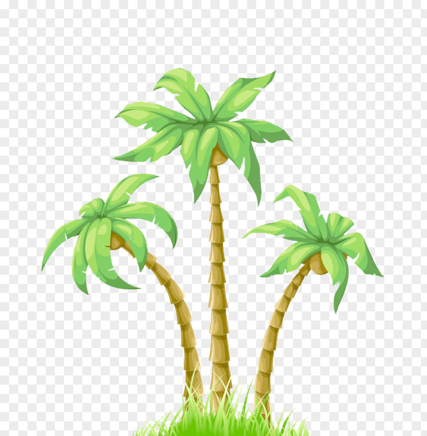 Perennial Plant Vascular Coconut Tree Drawing PNG