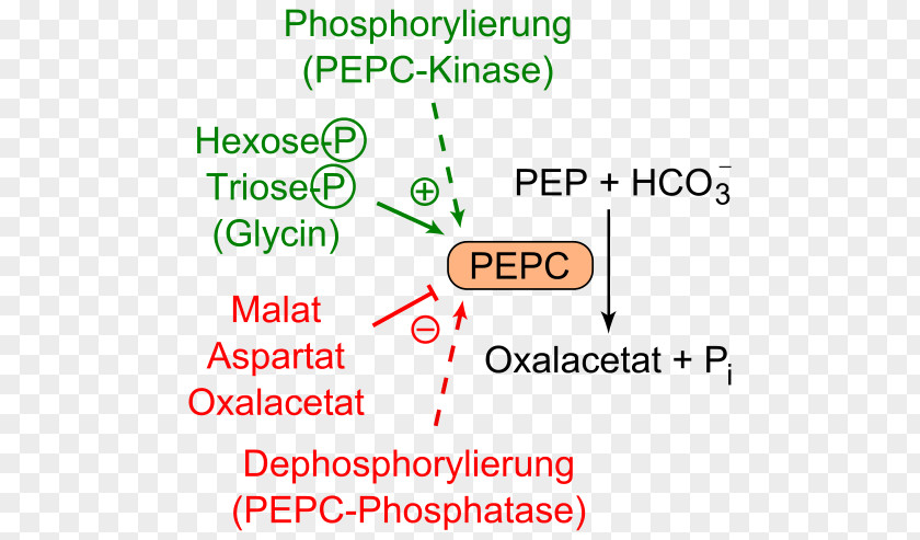 Phosphoenolpyruvate Carboxylase Oxaloacetic Acid Aspartic Glucose 6-phosphate PNG