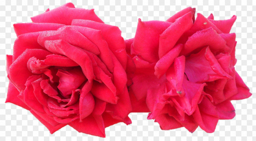 Saraswati Devi Garden Roses Cabbage Rose Cut Flowers Petal PNG