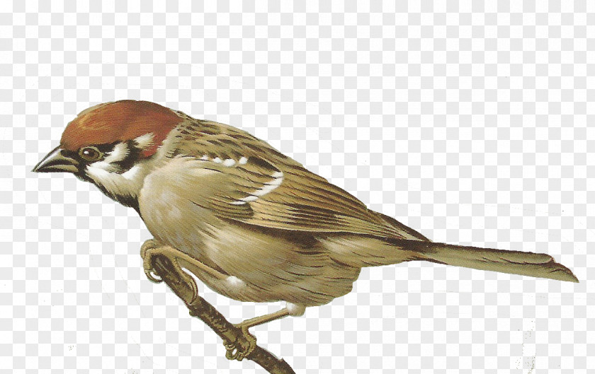 Sparrow Clip Art PNG