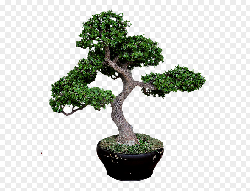 Tree Sageretia Theezans Bonsai Pine Jade Plant PNG